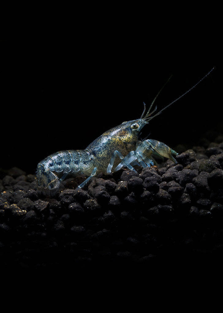 Blue Mini Mexican Crayfish tropical fish from Discus.ae products online in Dubai and Abu Dhabi UAE