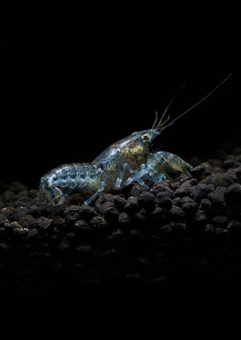 Blue Mini Mexican Crayfish tropical fish from Discus.ae products online in Dubai and Abu Dhabi UAE