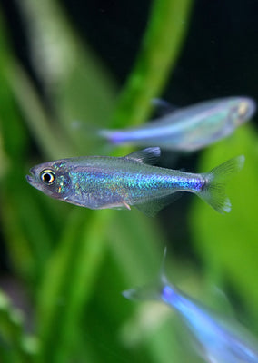 Blue King Tetra tropical fish from Discus.ae products online in Dubai and Abu Dhabi UAE
