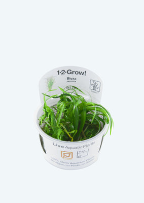 1-2-Grow! Blyxa japonica plant from Tropica products online in Dubai and Abu Dhabi UAE