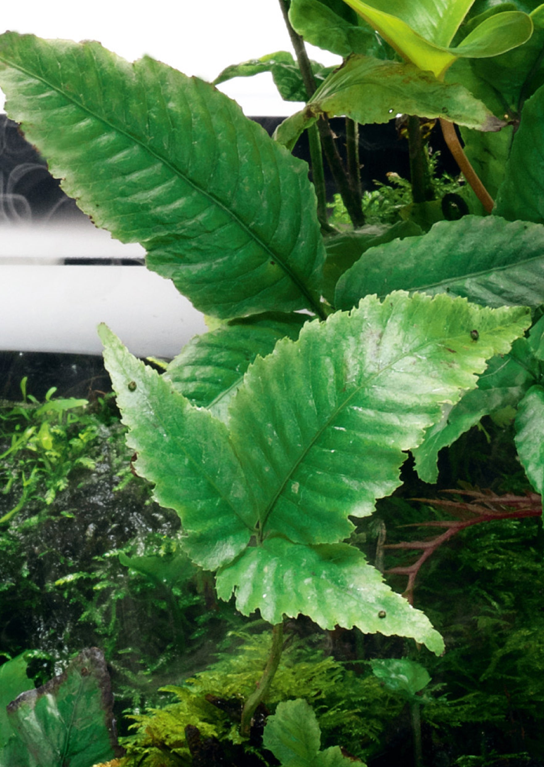 Bolbitis Heteroclita asiatica Jungle Terrarium Plants UAE Discus ae bolbitis-heteroclita-asiatica-jungle-terrarium-plants-uae-discus-ae