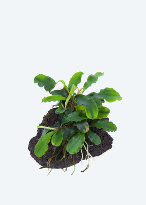 Bucephalandra on Stone