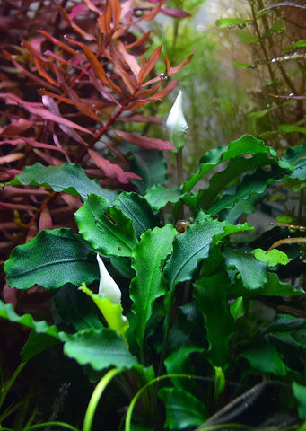 Bucephalandra on Stone