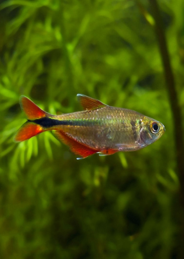 Buenos Aires Tetra tropical fish from Discus.ae products online in Dubai and Abu Dhabi UAE