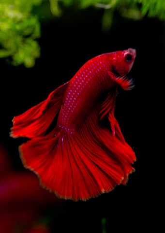 BETTA Red Halfmoon tropical fish from Discus.ae products online in Dubai and Abu Dhabi UAE