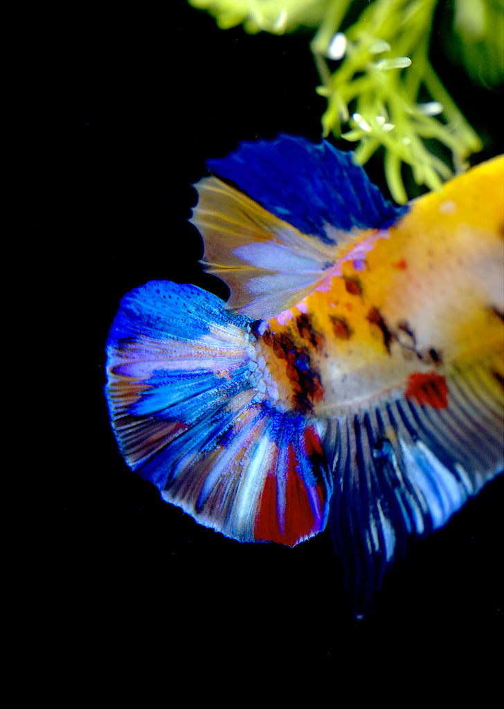 BETTA Koi Yellow Plakat tropical fish from Discus.ae products online in Dubai and Abu Dhabi UAE