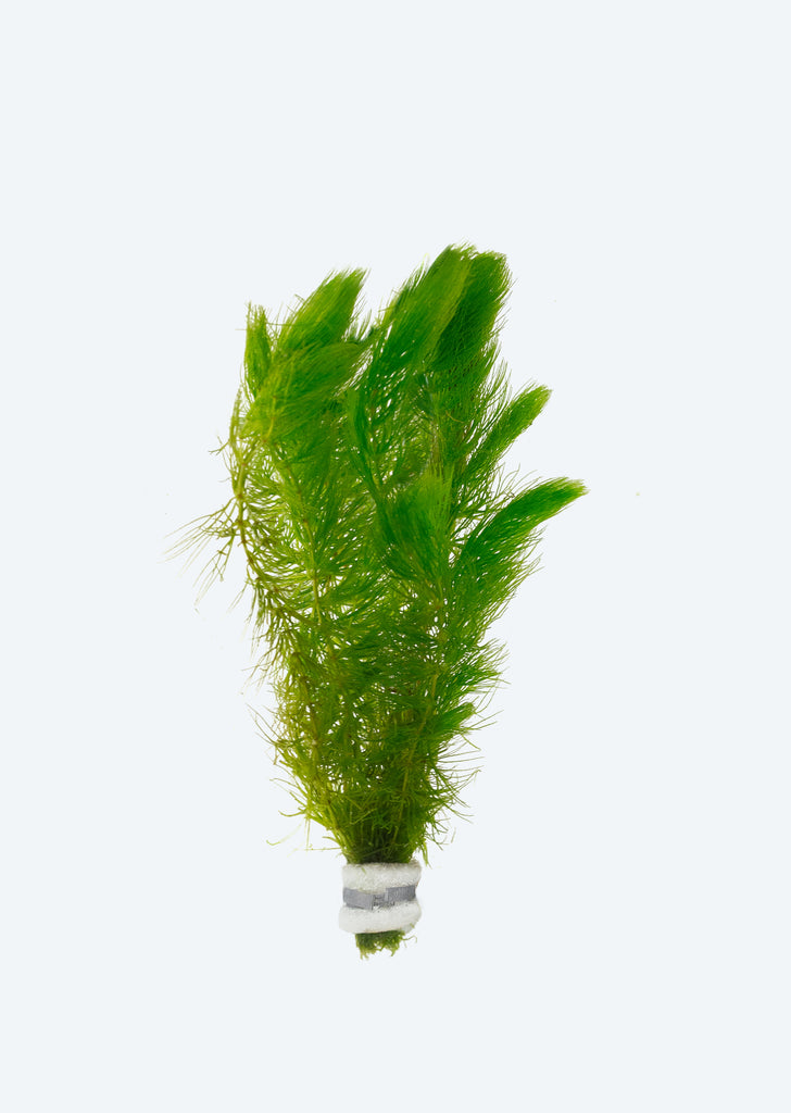 Ceratophyllum demersum (hornwort)