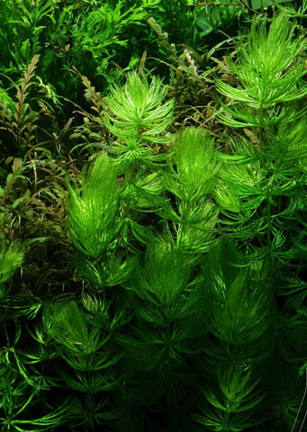 Ceratophyllum demersum (hornwort)