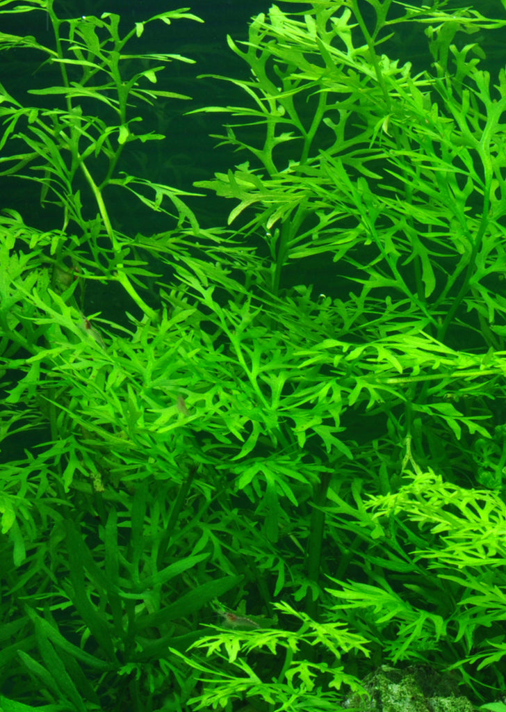 Ceratopteris thalictroides plant from Tropica products online in Dubai and Abu Dhabi UAE