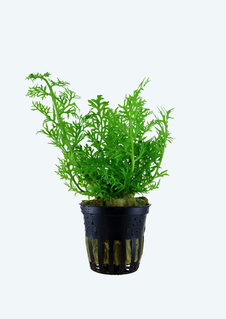 Ceratopteris thalictroides plant from Tropica products online in Dubai and Abu Dhabi UAE