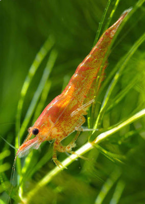 Cherry Shrimp