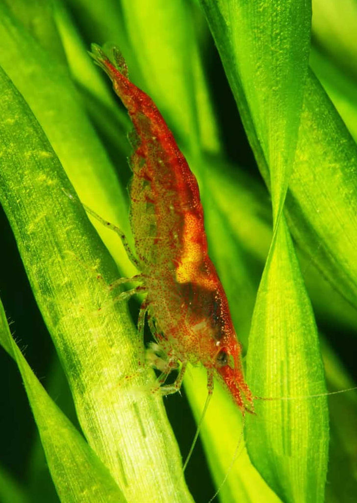 Cherry Shrimp