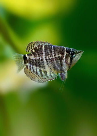 Chocolate Gourami