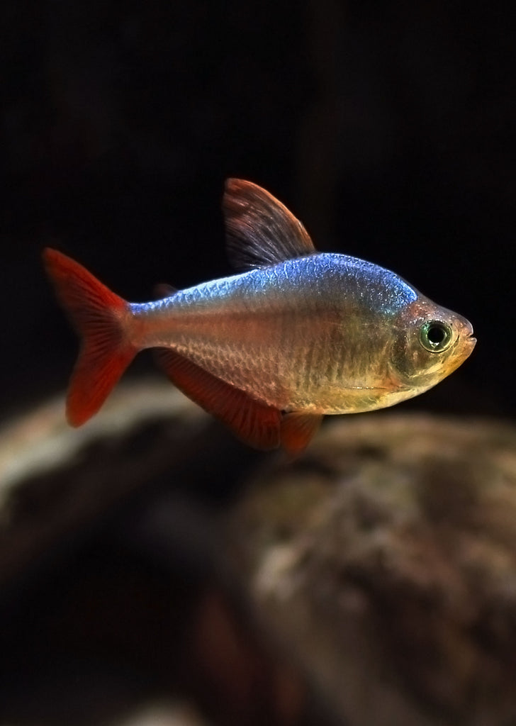 Colombian Tetra tropical fish from Discus.ae products online in Dubai and Abu Dhabi UAE