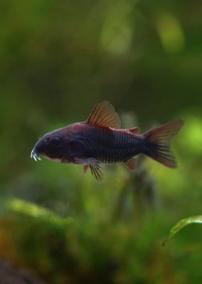 Corydoras “Black” Venezuela