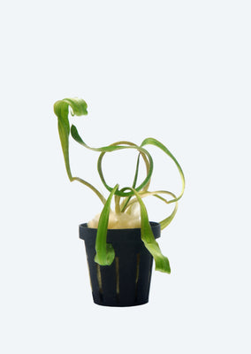 Cryptocoryne spiralis Red