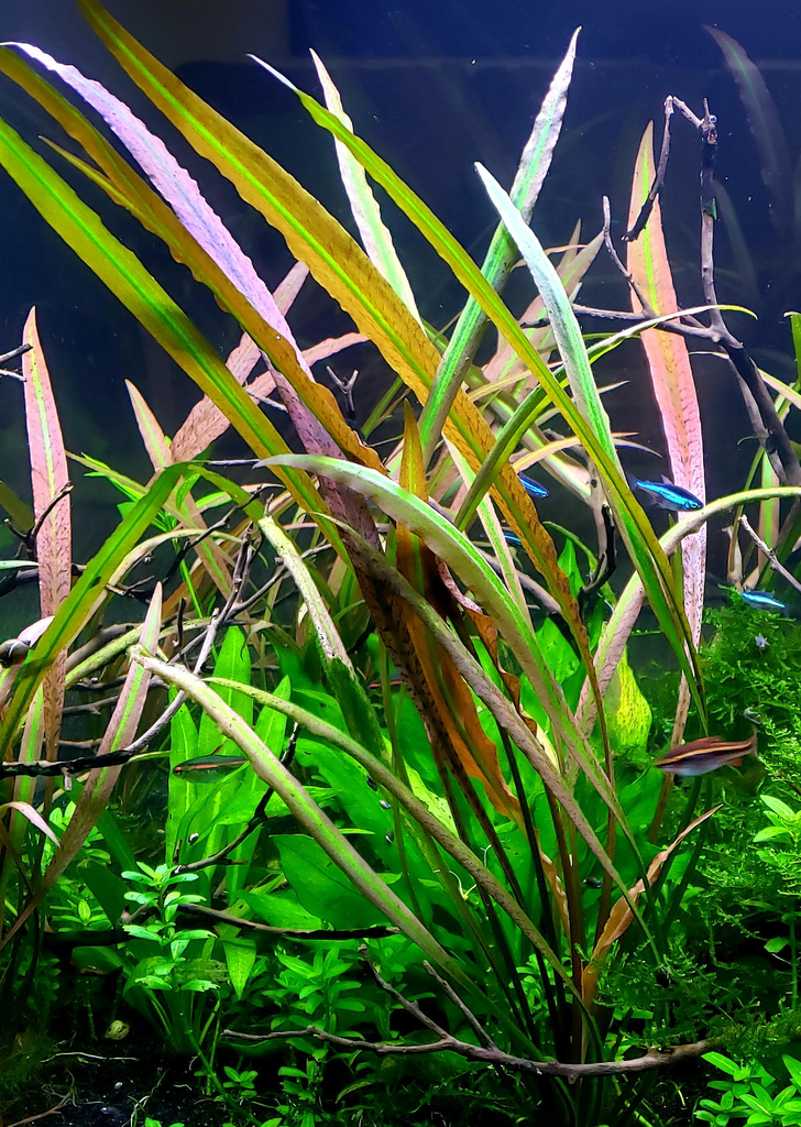 Cryptocoryne spiralis Red