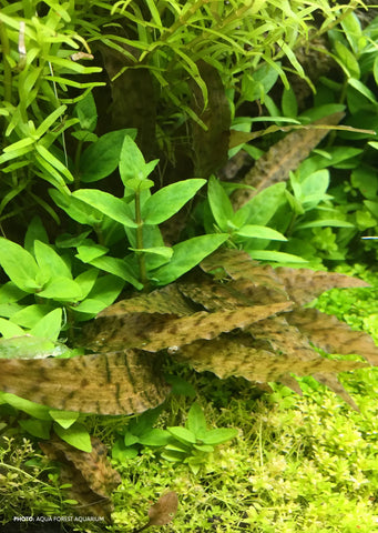 Cryptocoryne axelrodi