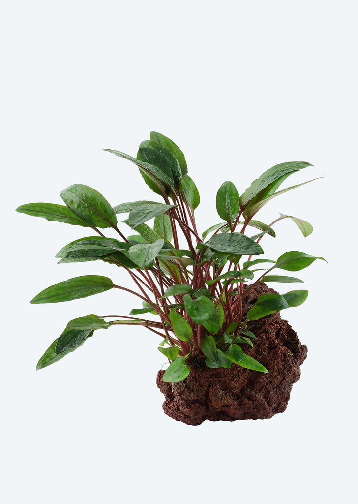 Cryptocoryne 'Petchii' on Stone