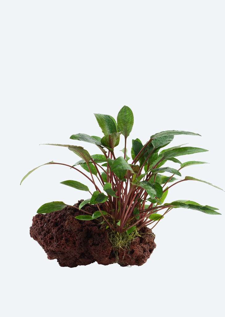 Cryptocoryne 'Petchii' on Stone