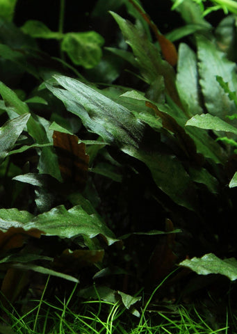 Cryptocoryne 'Petchii' on Stone