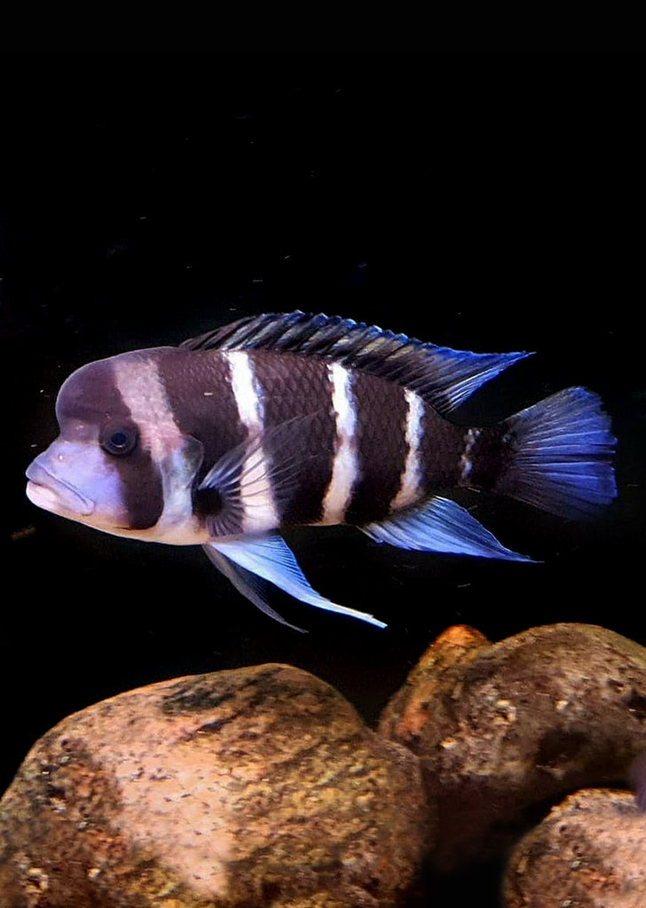 Frontosa sp. Burundi