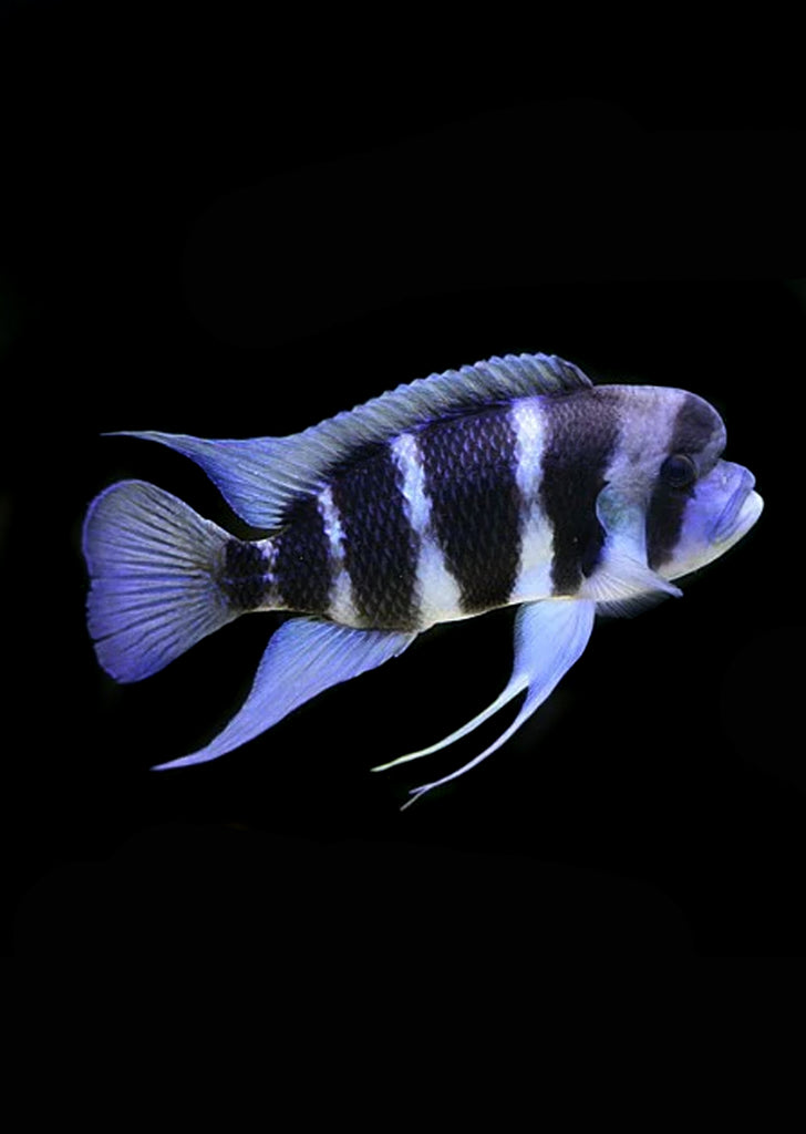 Frontosa sp. Burundi