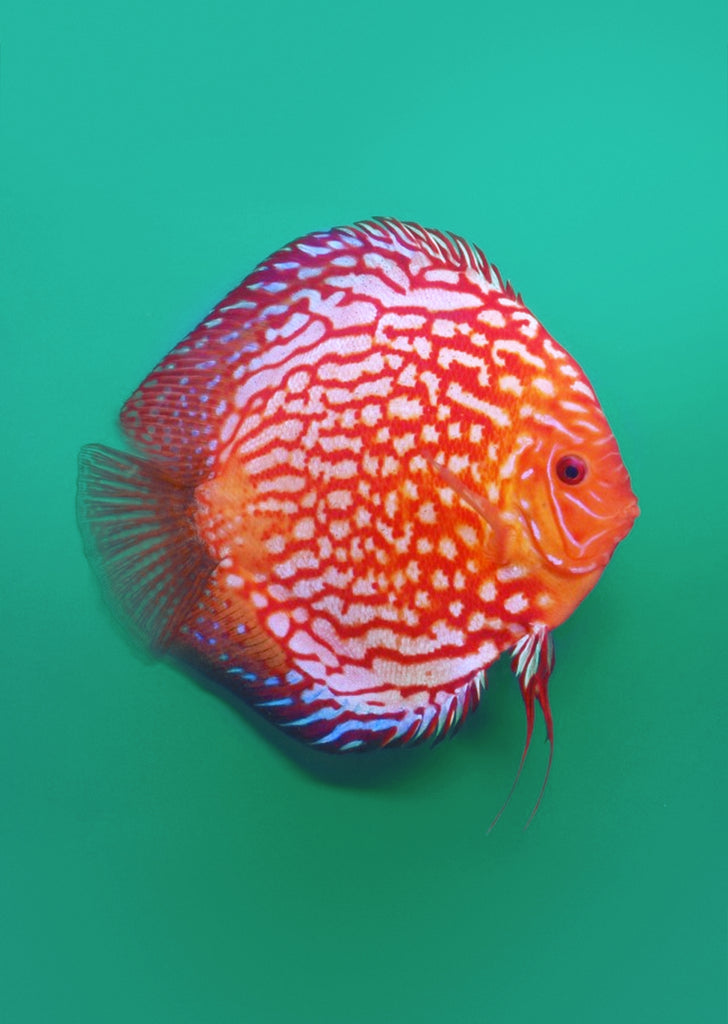 Stendker - Pigeon Blood Red fish from Diskuszucht Stendker products online in Dubai and Abu Dhabi UAE