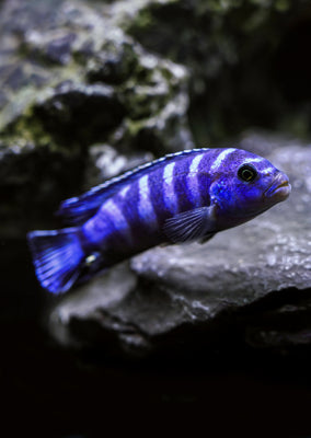 Demansoni Cichlid