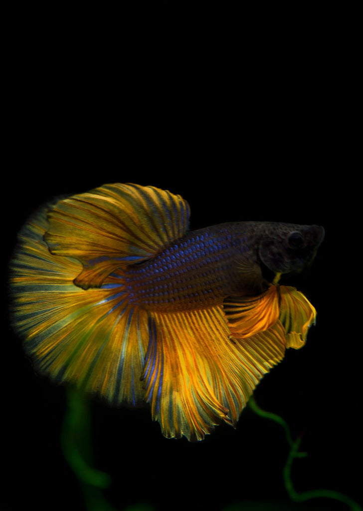 BETTA Mustard Halfmoon