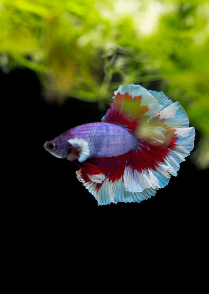 BETTA Magenta Butterfly Dumbo-Ear Halfmoon tropical fish from Discus.ae products online in Dubai and Abu Dhabi UAE