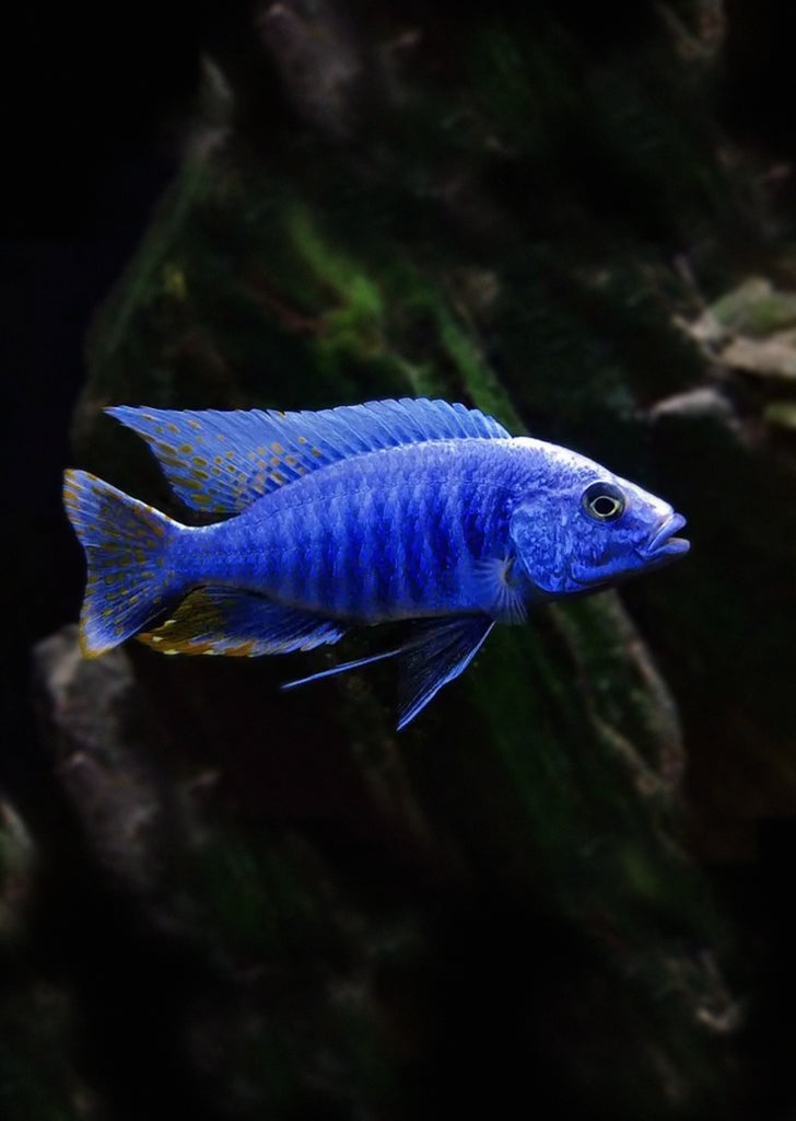 Electric Blue Hap Cichlid