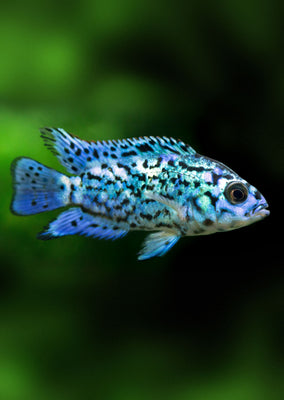 Electric Blue Jack Dempsey