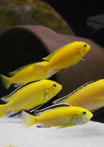 Electric Yellow Labido Cichlid