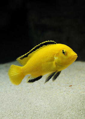 Electric Yellow Labido Cichlid