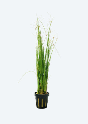 Eleocharis vivipara