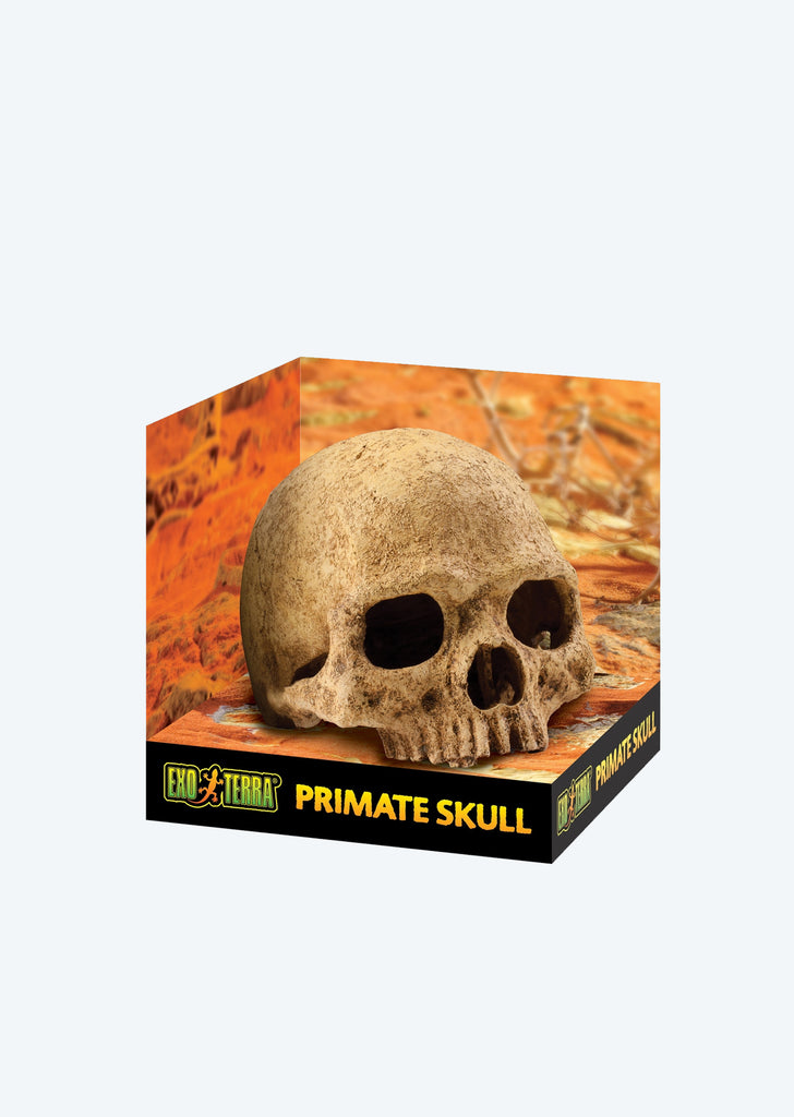 Exo Terra Primate Skull