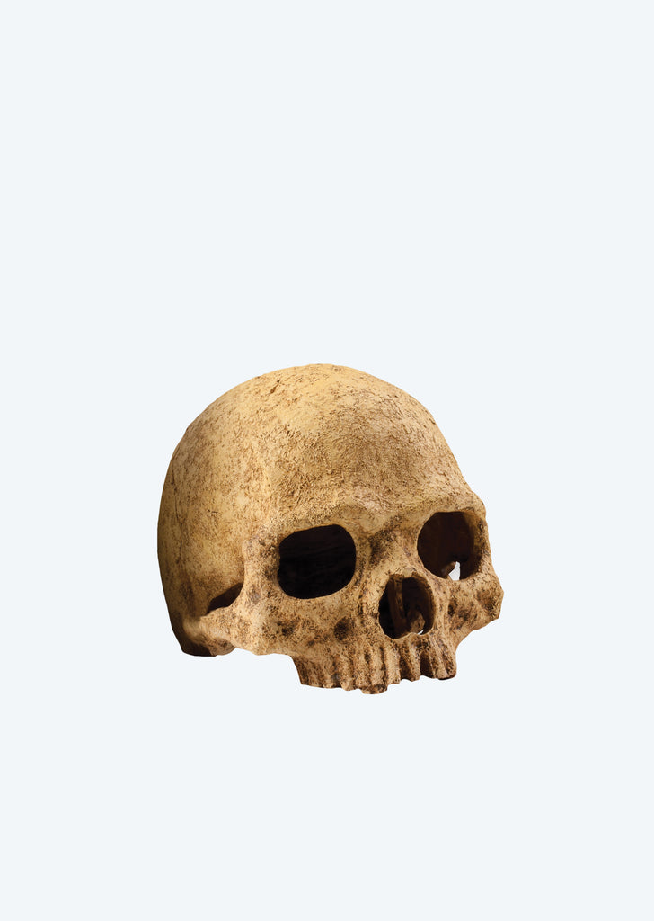 Exo Terra Primate Skull