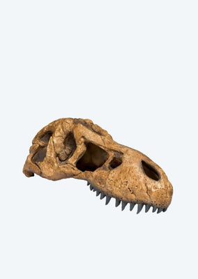 Exo Terra T-Rex Skull