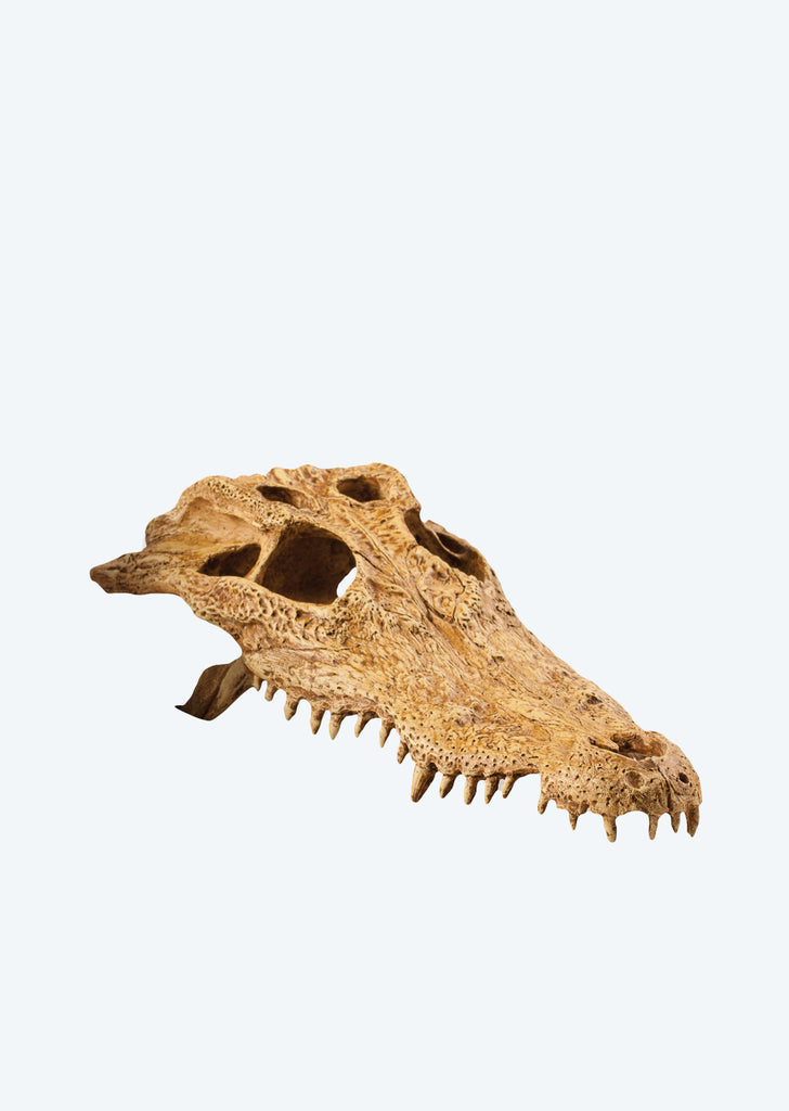 Exo Terra Crocodile Skull