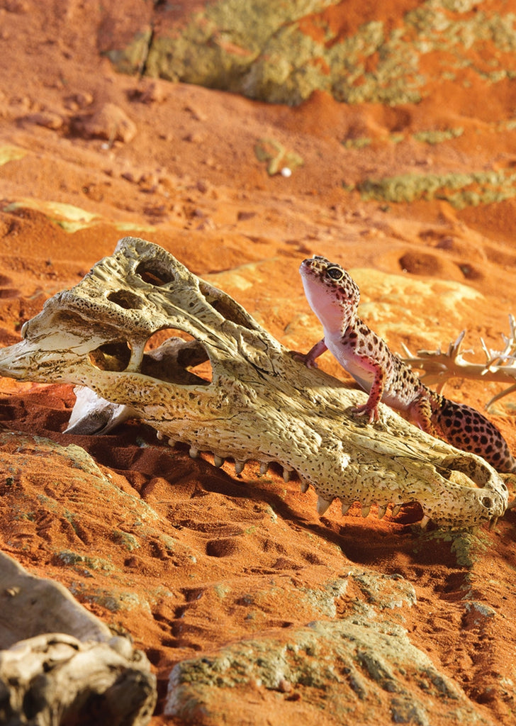 Exo Terra Crocodile Skull