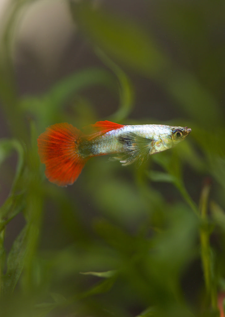 Platinum Red Tail Dumbo Guppy