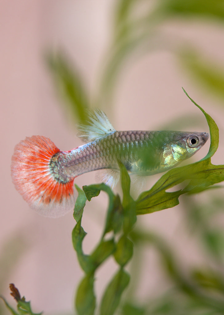 Platinum Red Tail Dumbo Guppy