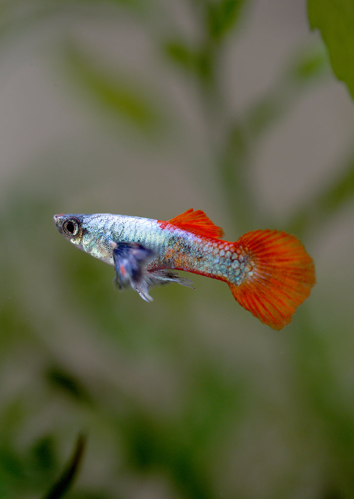 Platinum Red Tail Dumbo Guppy