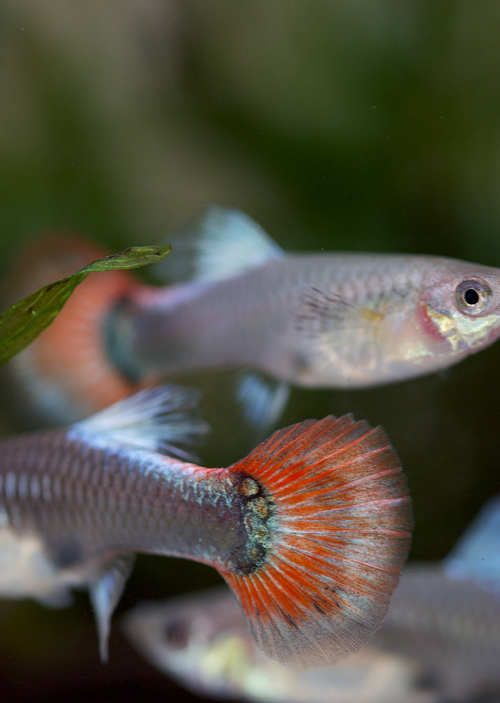 Platinum Red Tail Dumbo Guppy