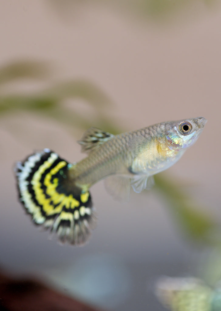 Platinum Tiger Guppy