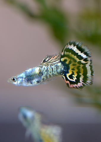 Platinum Tiger Guppy