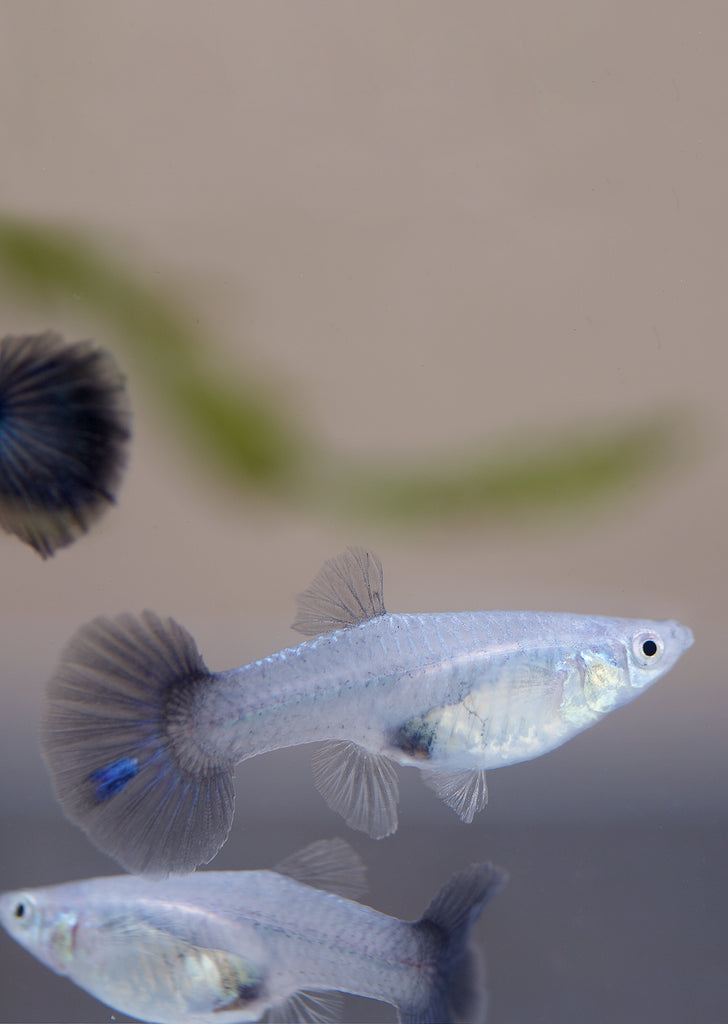 Blue Halfmoon Guppy