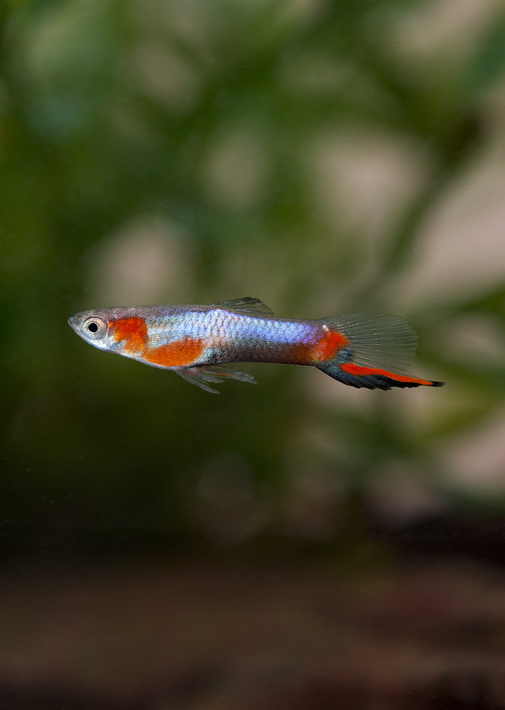 Blue Star Endler Guppy