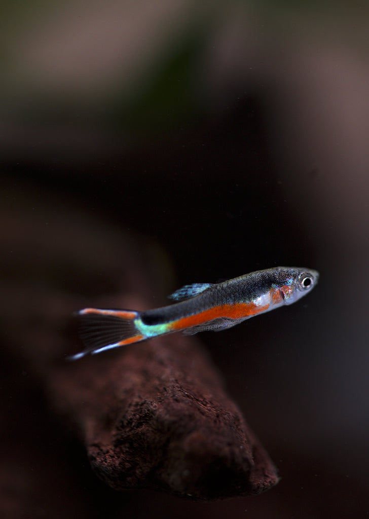 Santa Maria Bleeding Heart Endler